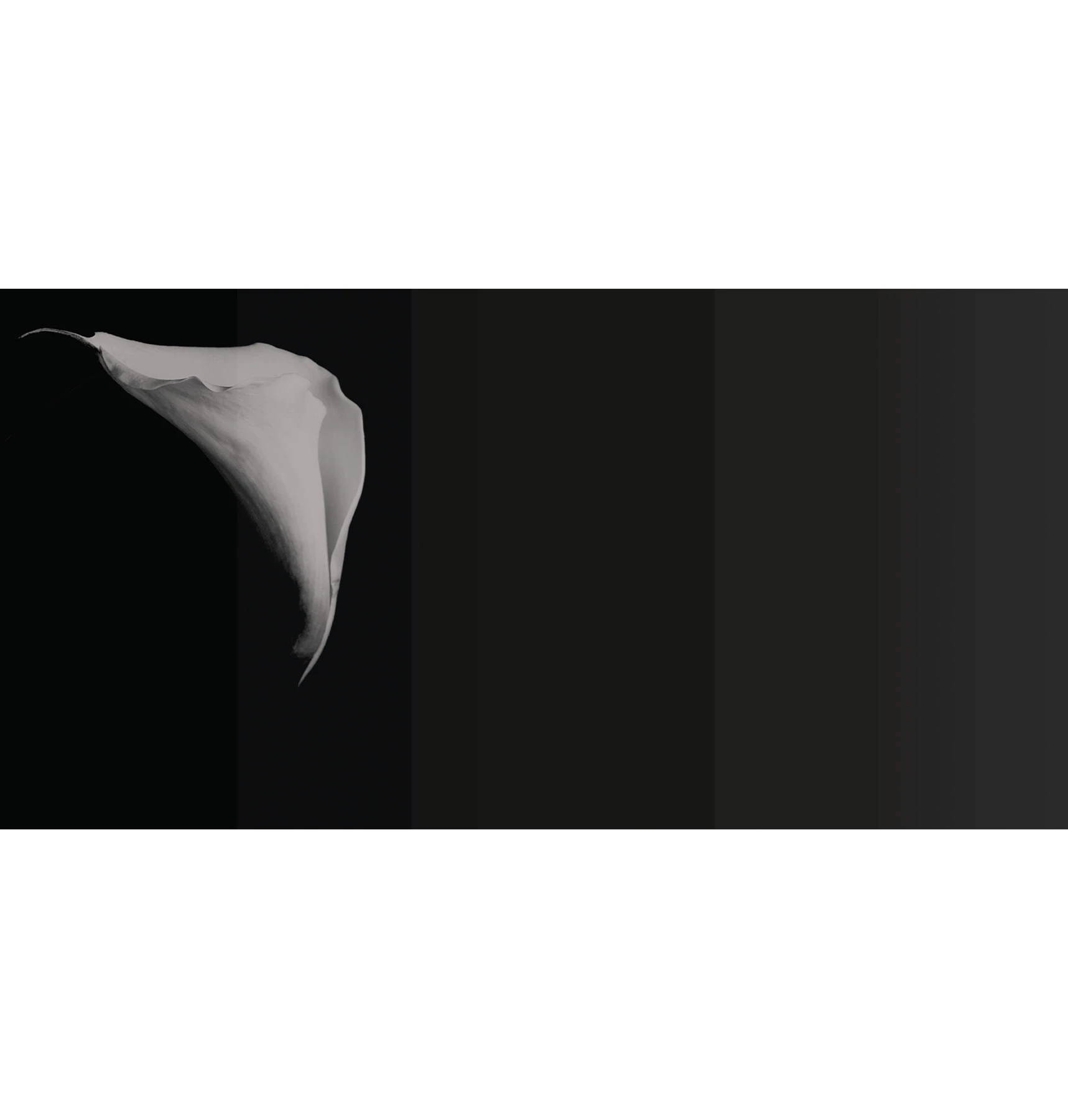 Papier peint Calla