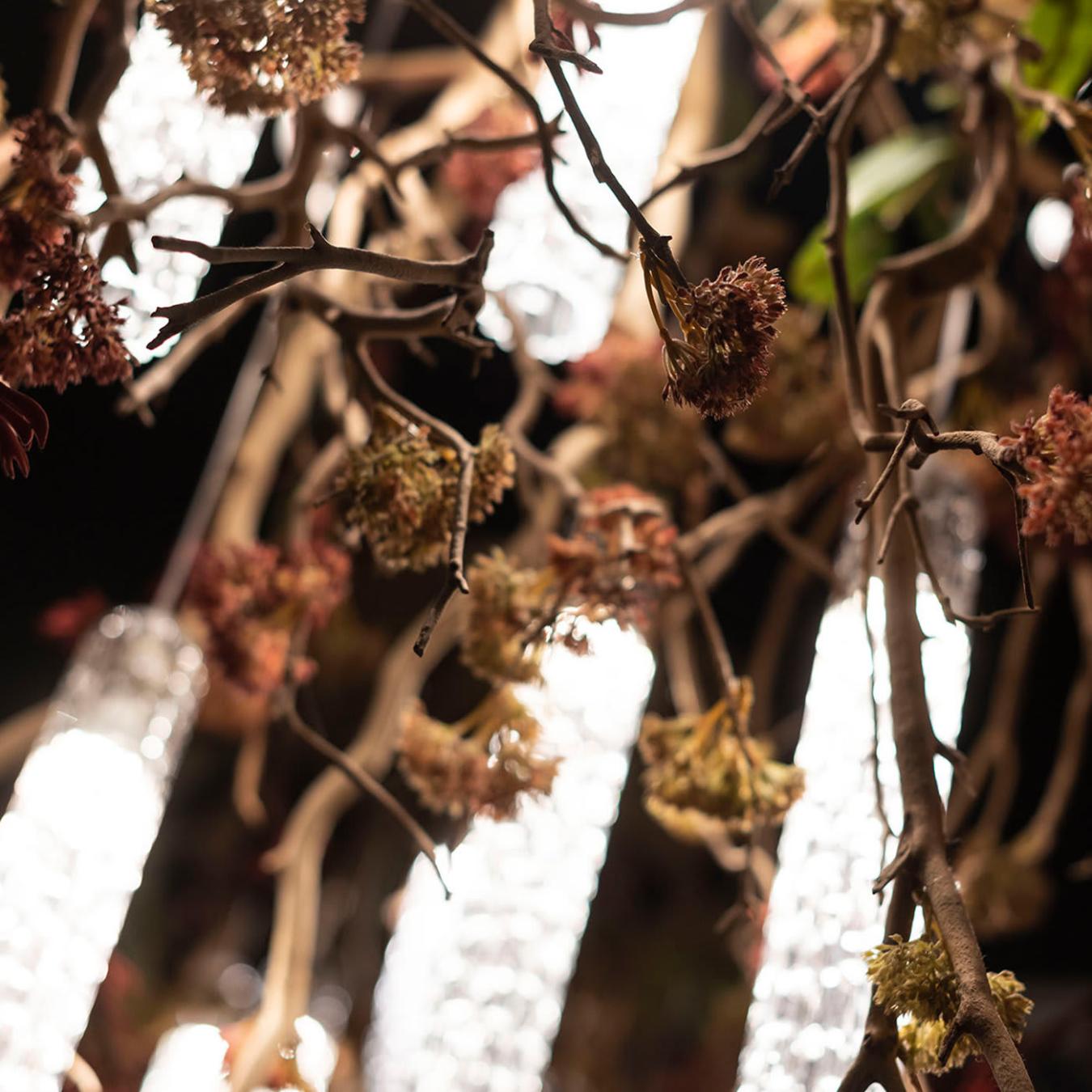 Lustre Manzanita