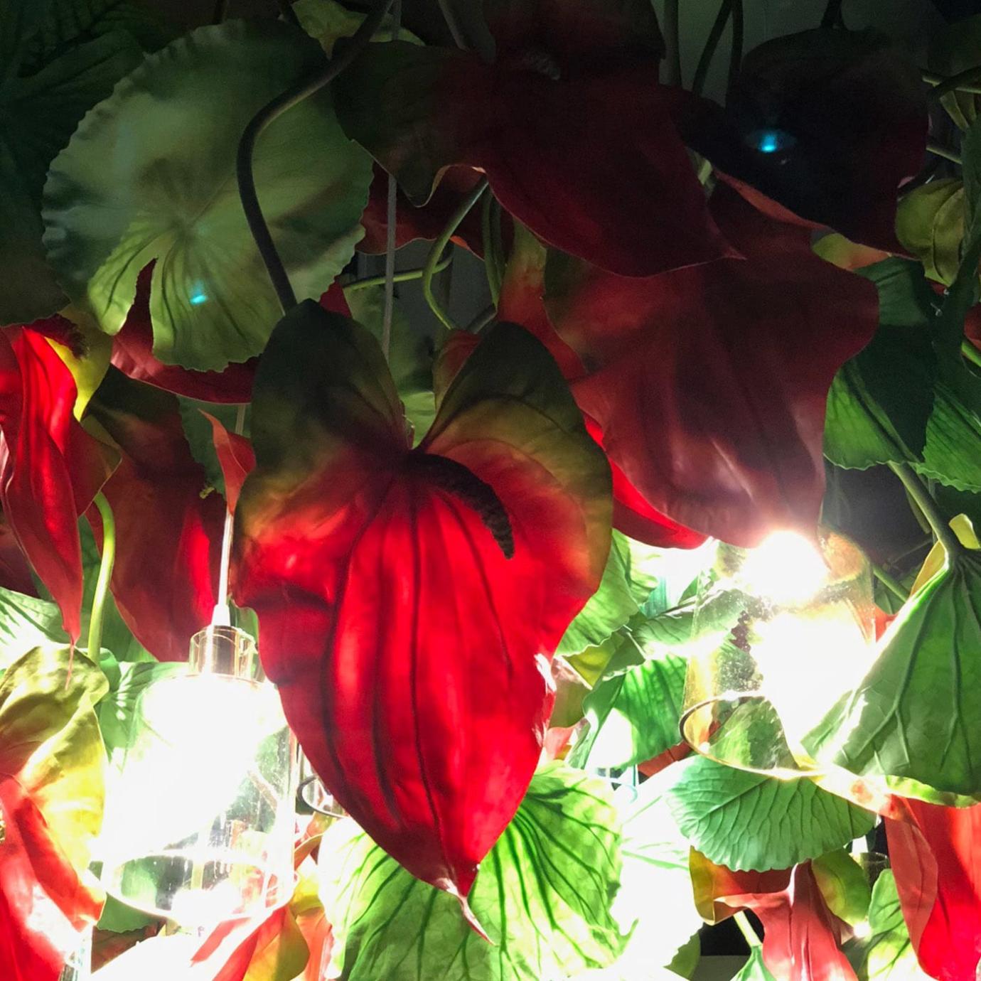 Lustre Anthurium