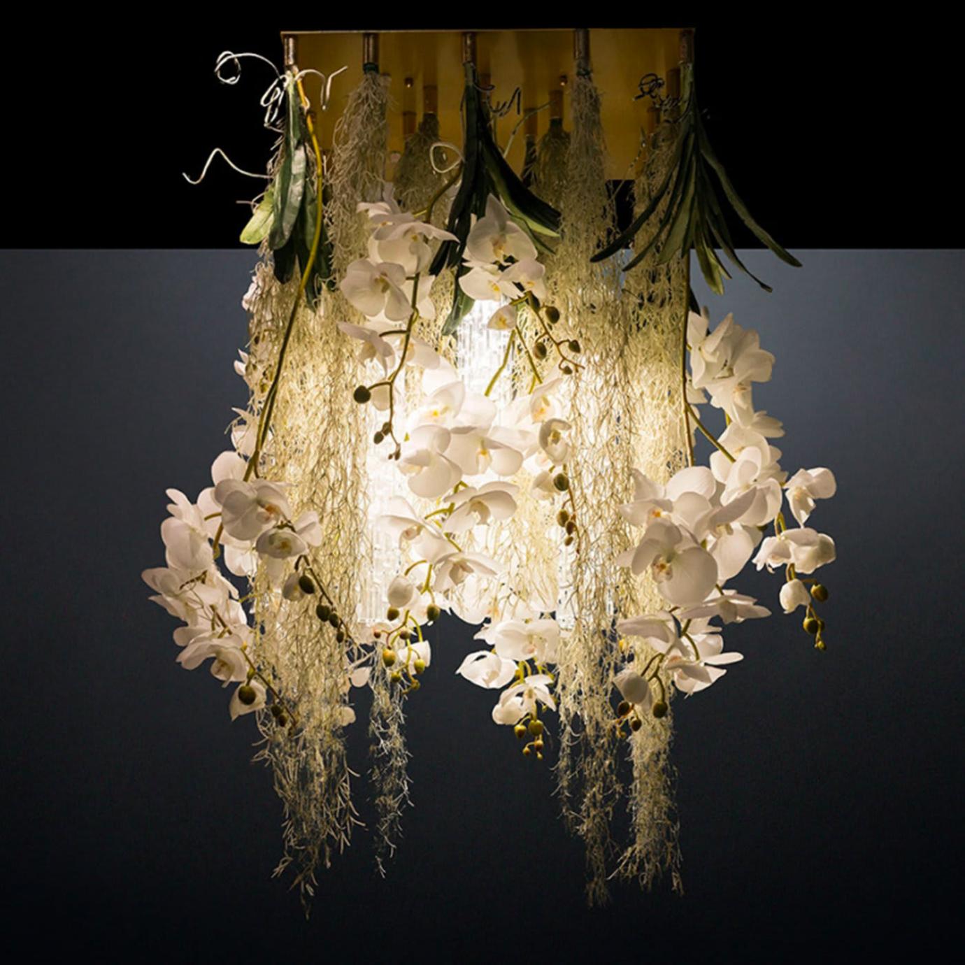 Lustre Phalaenopsis