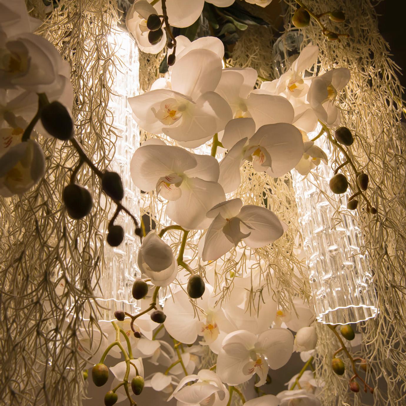 Lustre Phalaenopsis
