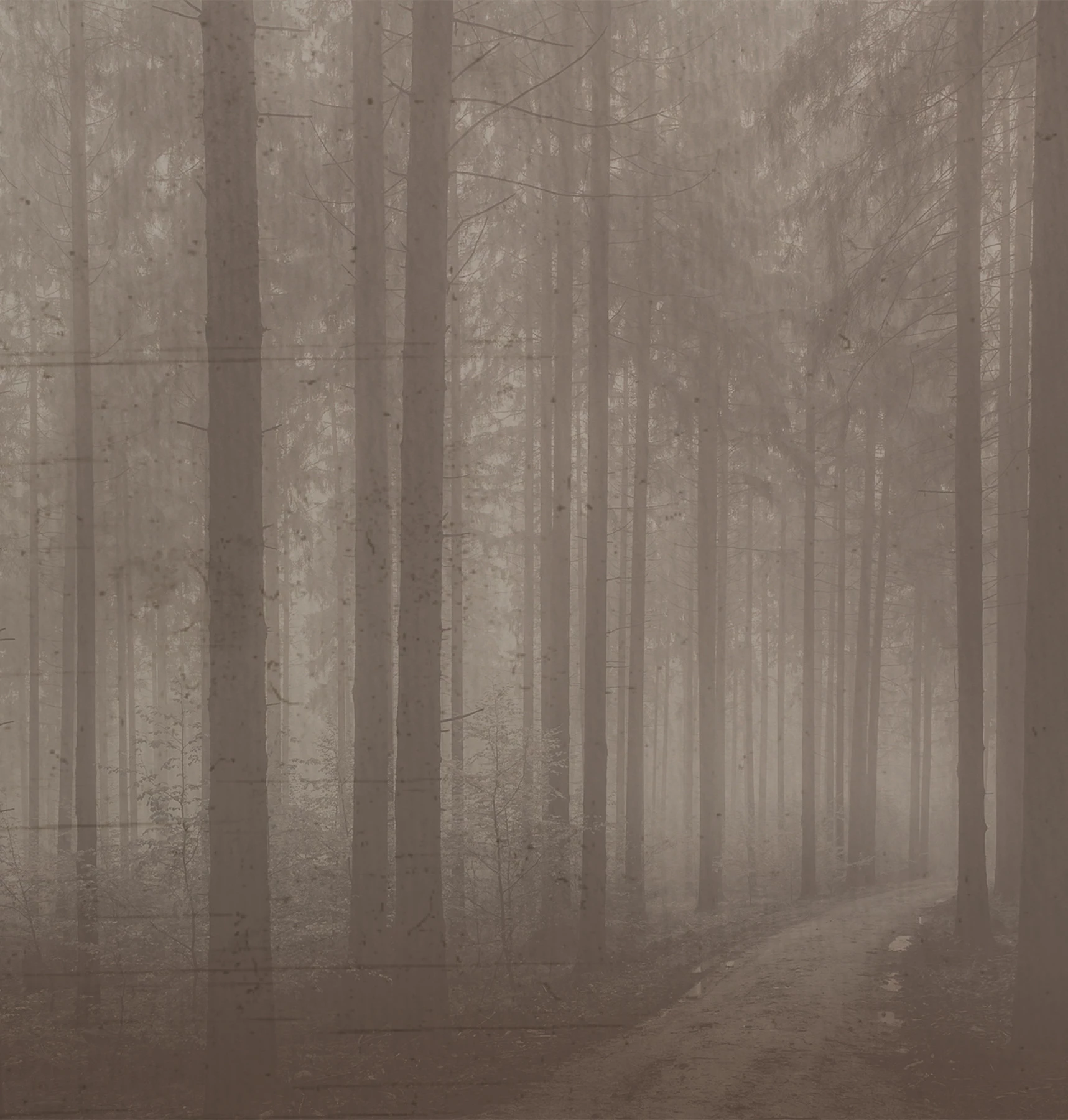 Papier peint forêt nocturne