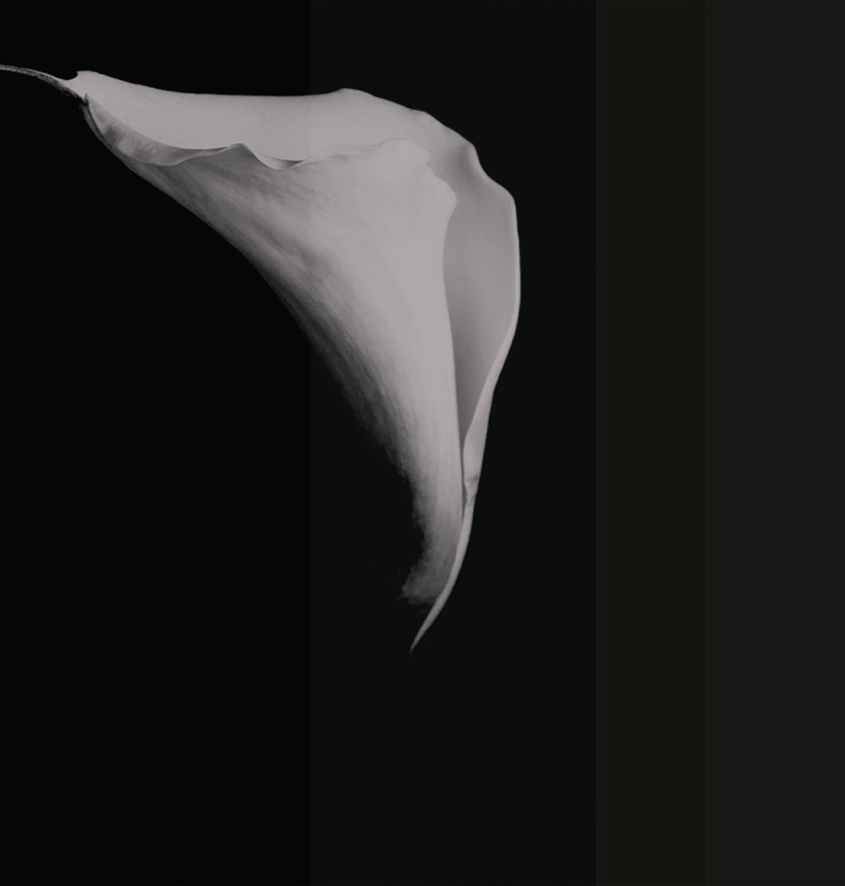 Papier peint Calla