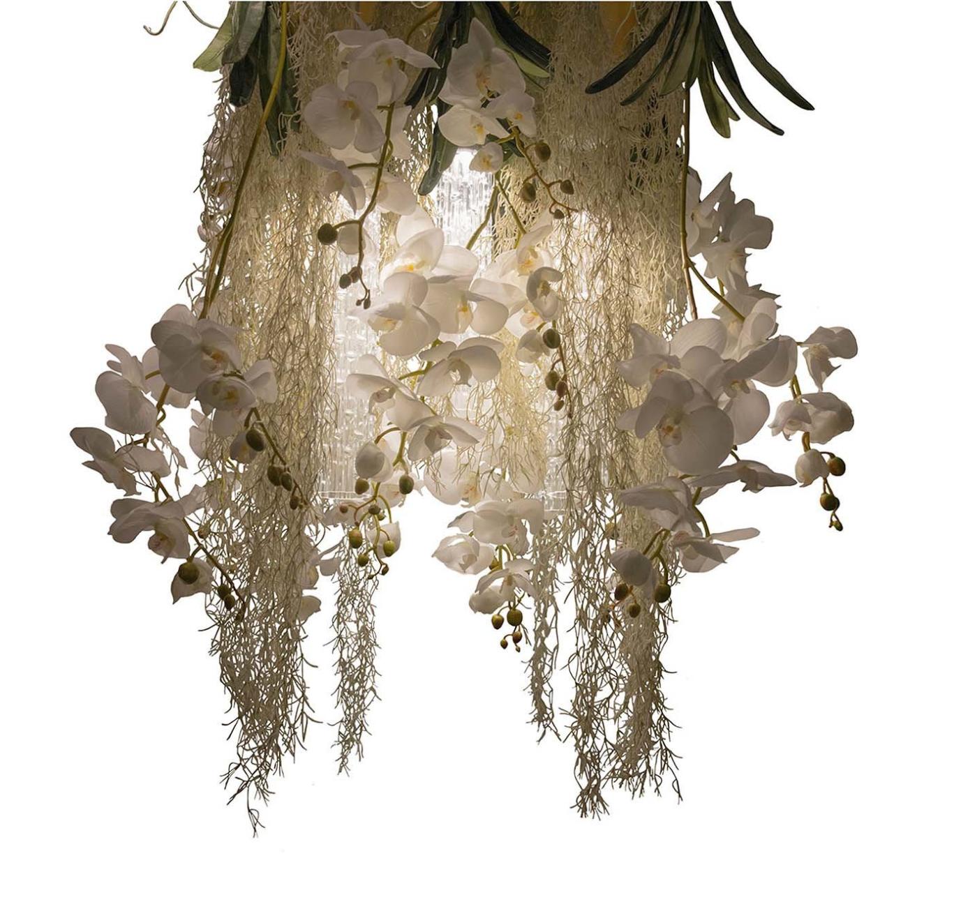 Lustre Phalaenopsis