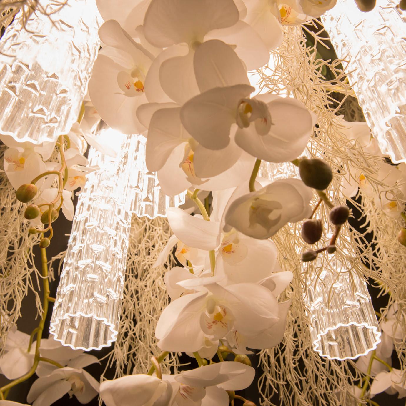 Lustre Phalaenopsis