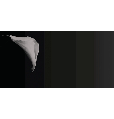 Papier peint Calla