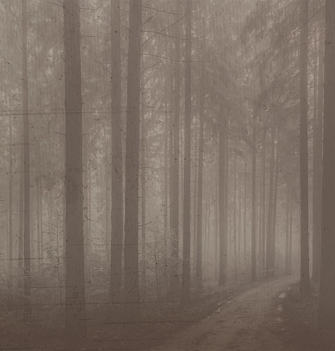 Papier peint forêt nocturne