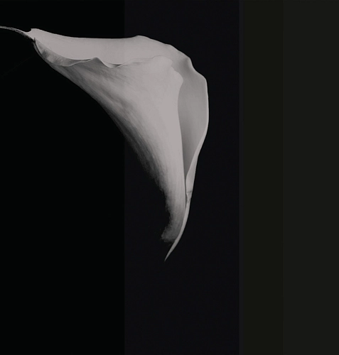 Papier peint Calla