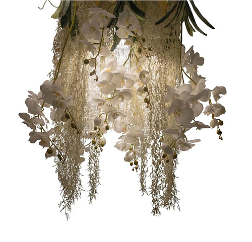 Lustre Phalaenopsis