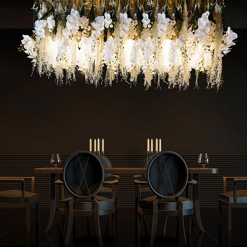 Lustre Phalaenopsis